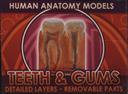 Ein-O Science BioSigns Teeth & Gums (Human Anatomy Model),Cog