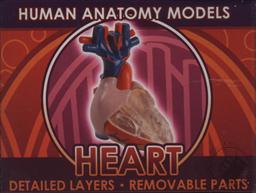 Ein-O Science BioSigns Heart (Human Anatomy Model),Cog