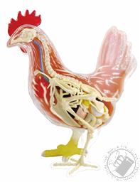 4D Vision Chicken Anatomy Model (32 Pieces for Ages 8 and Up) (Biology Model),4D Master
