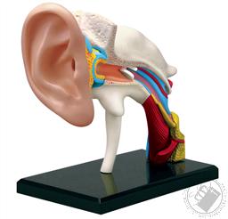 4D Human Anatomy Ear Model (22 Pieces for Ages 8 and Up) (Biology Model),4D Master