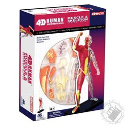 4D Human Anatomy Muscle & Skeleton Model (46 Pieces for Ages 8 and Up) (Biology Model),4D Master