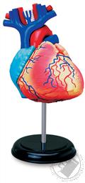 4D Human Anatomy Heart Model (31 Pieces for Ages 8 and Up) (Biology Model),4D Master