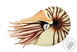 Chambered Nautilus 4D Puzzle with Realistic Detail (24 Pieces for Ages 6 and Up) (Biology Model),4D Master