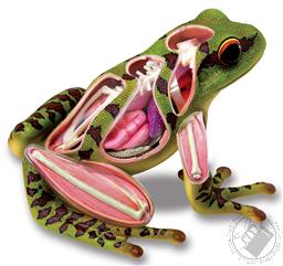 4D Vision Frog Anatomy Model (31 Pieces for Ages 8 and Up) (Biology Model),4D Master