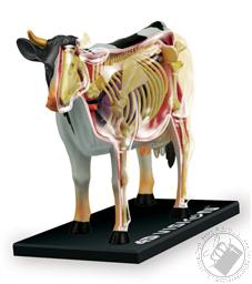 4D Vision Cow Anatomy Model (29 Pieces for Ages 8 and Up) (Biology Model),4D Master