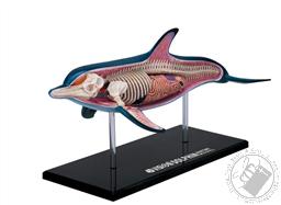 4D Vision Dolphin Anatomy Model (18 Pieces for Ages 8 and Up) (Biology Model),4D Master