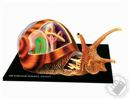 4D Vision Snail Anatomy Model (32 Pieces for Ages 8 and Up) (Biology Model),4D Master