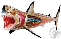 4D Vision Great White Shark Anatomy Model (20 Pieces for Ages 8 and Up) (Biology Model),4D Master
