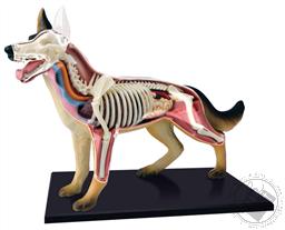 4D Vision Dog Anatomy Model (29 Pieces for Ages 8 and Up) (Biology Model),4D Master