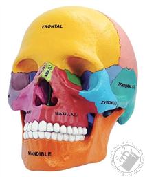 4D Human Anatomy Didactic Exploded Skull Model (17 Pieces for Ages 8 and Up) (Biology Model),4D Master